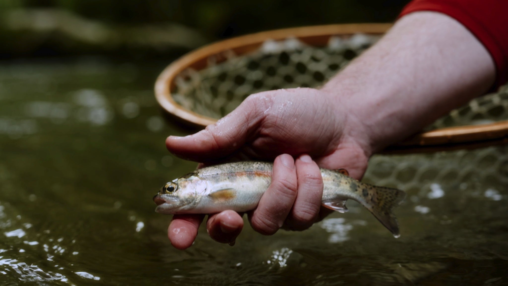 Epic Fly Fishing and Camping in the Tennessee Mountains