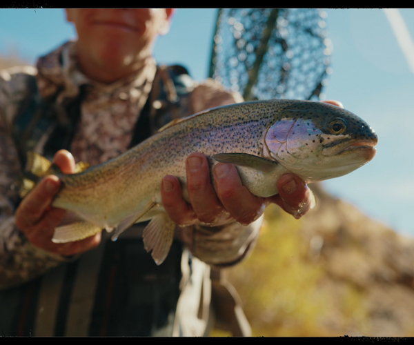 Reno Rainbows - Fly Fishing the East Fork Carson River – Rambler Angler ...